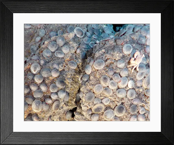 Framed Print : Limpets in Hydrothermal Vent Area