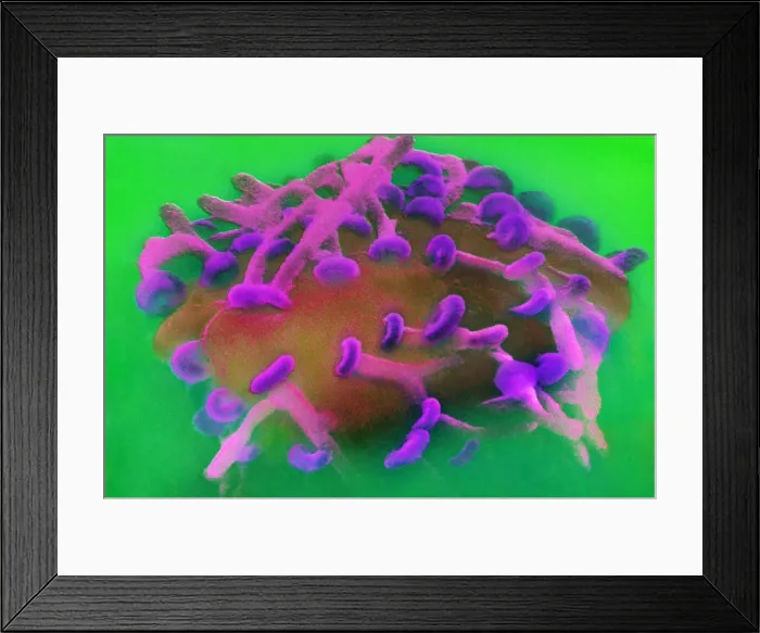 Framed Print : Motor Nerve, Synapses, under a microscope (SEM) Framed Print : Motor Nerve, Synapses, under a microscope (SEM)