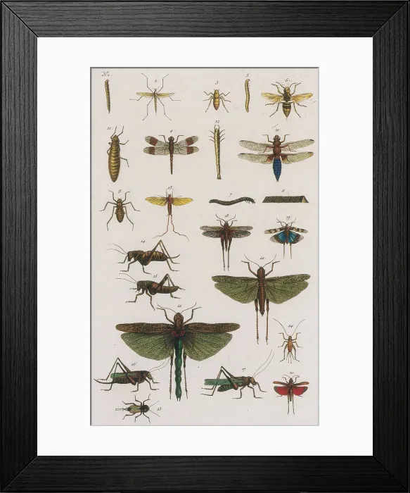 Framed Print : Insects, Seba's Thesaurus, 1734