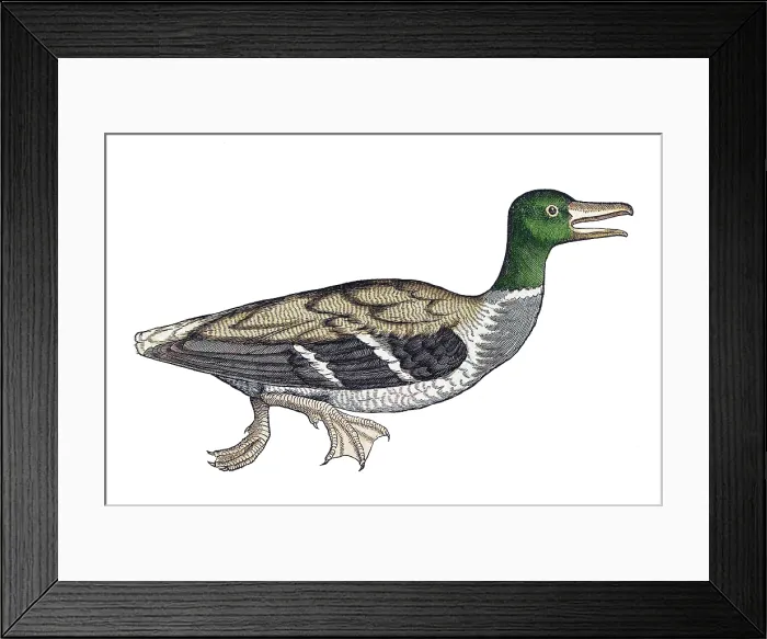 Framed Print : Gessner, Duck, 16th Century Framed Print : Gessner, Duck, 16th Century