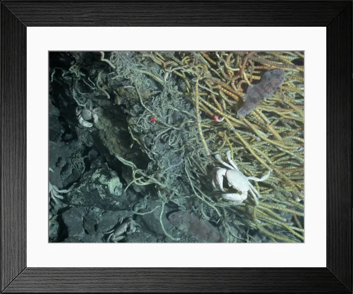 Framed Print : Hydrothermal Vent Community Framed Print : Hydrothermal Vent Community