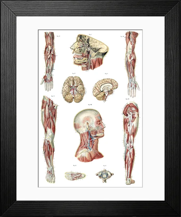 Framed Print : Anatomie du Corps Humain, Laskowski, 1894 Framed Print : Anatomie du Corps Humain, Laskowski, 1894