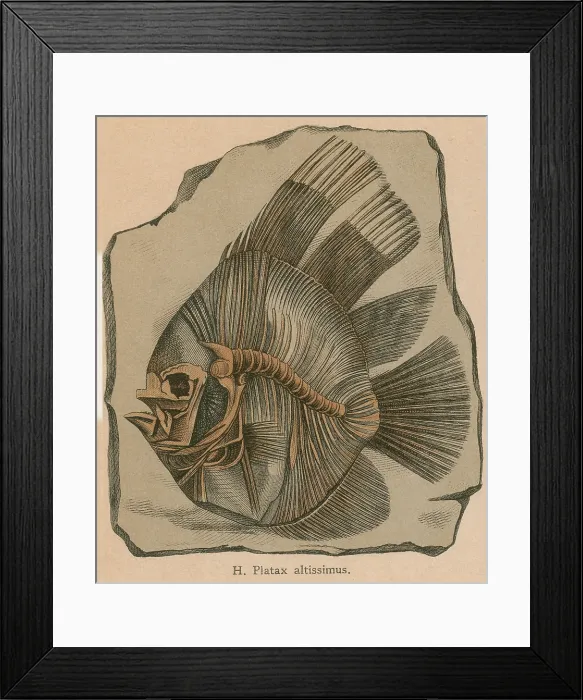 Framed Print : Prehistoric Fish, Platax altissimus Framed Print : Prehistoric Fish, Platax altissimus
