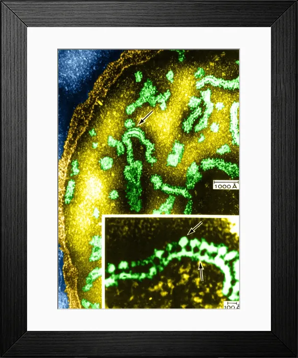 Framed Print : Cell Structure, Mitochondria, TEM Framed Print : Cell Structure, Mitochondria, TEM