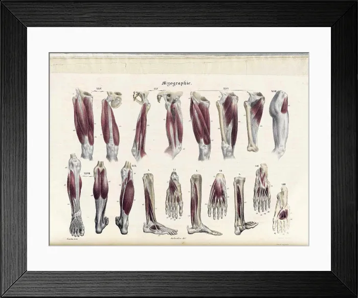 Framed Print : Anatomie Methodique Illustrations Framed Print : Anatomie Methodique Illustrations