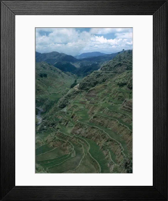 Framed Print : Terraces of Rice