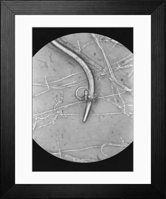 Framed Print : Nematode Snared by Predatory Fungus (LM) under a microscope