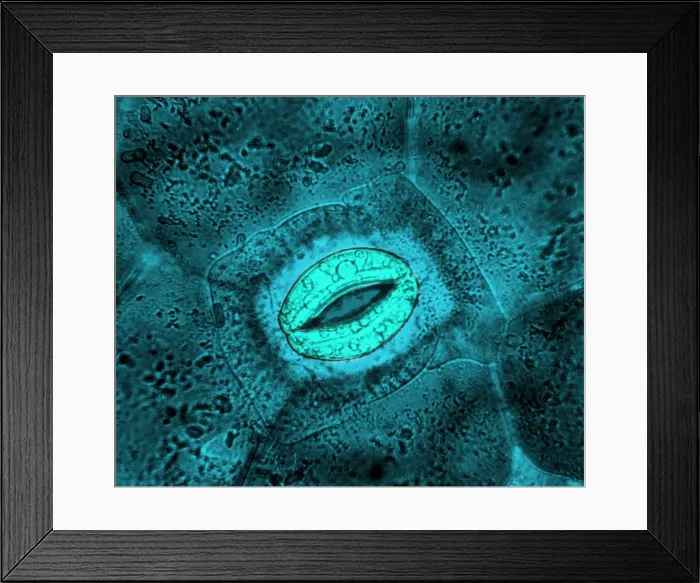 Framed Print : Tradescantia sp. Stomata, light micrograph