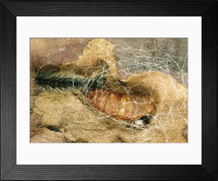 Framed Print : Gypsy Moth caterpillar spins cocoon Framed Print : Gypsy Moth caterpillar spins cocoon