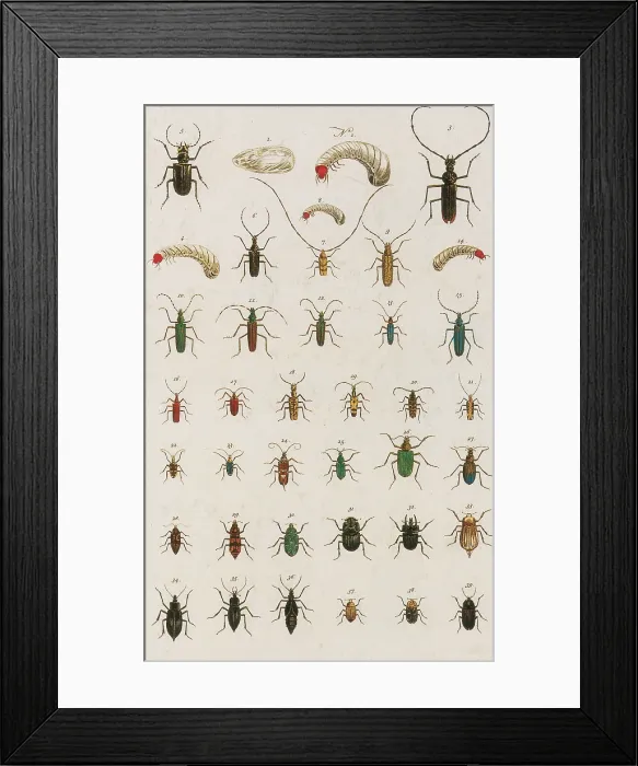 Framed Print : Insects, Seba's Thesaurus, 1734