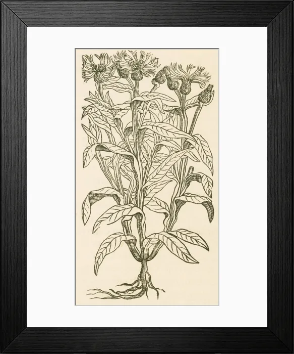 Framed Print : Centaurea Montana, Bachelor's Button Framed Print : Centaurea Montana, Bachelor's Button