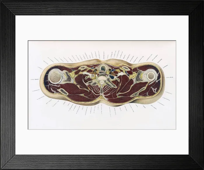 Framed Print : Topographisch-anatomischer, Braune, 1872