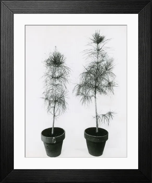 Framed Print : Loblolly Pine Gibberellic Acid Experiment Framed Print : Loblolly Pine Gibberellic Acid Experiment