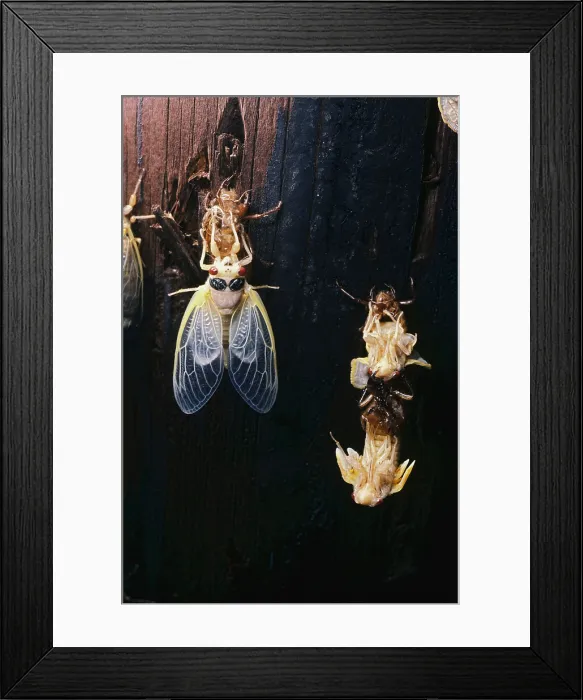 Framed Print : Periodical Cicada