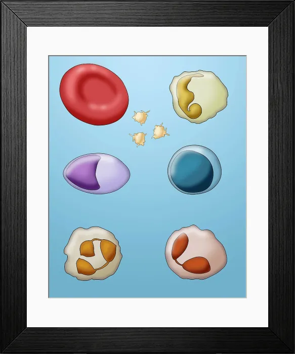 Framed Print : Blood Cell Types, Illustration