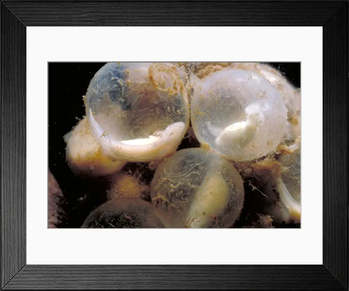 Framed Print : Hellbender Eggs Framed Print : Hellbender Eggs