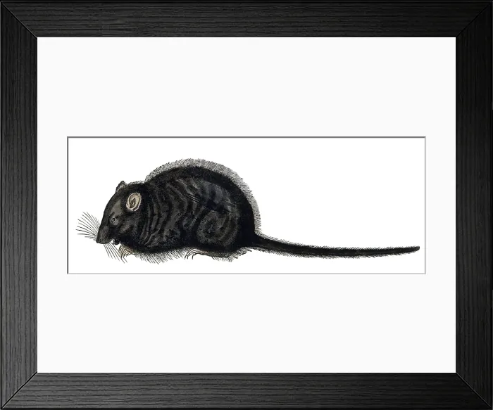 Framed Print : Gessner, Rat, 16th Century Framed Print : Gessner, Rat, 16th Century