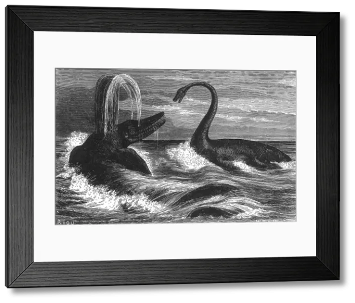 Framed Print : Ichthyosaurus and Plesiosaurus Framed Print : Ichthyosaurus and Plesiosaurus