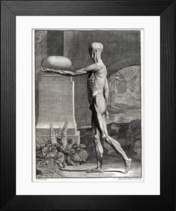 Framed Print : 18th Century Anatomical Engraving