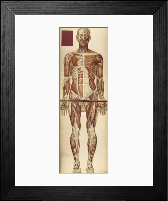 Framed Print : Julien Bougle, Le corps humain, 1899 Framed Print : Julien Bougle, Le corps humain, 1899