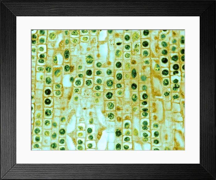 Framed Print : Hyacinth Root Tip Cells Framed Print : Hyacinth Root Tip Cells