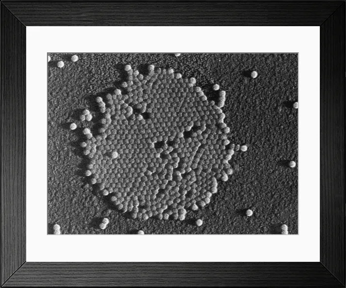 Framed Print : Human Enterovirus, Poliovirus, TEM Framed Print : Human Enterovirus, Poliovirus, TEM