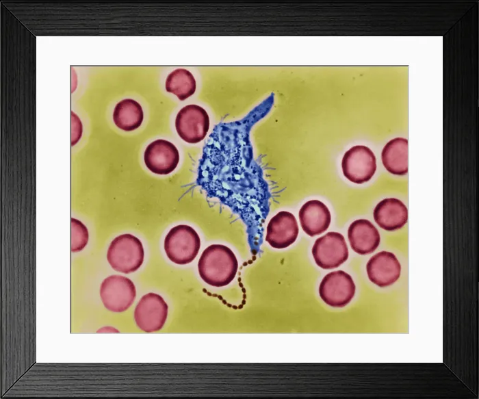 Framed Print : Phagocytosis, WBC Ingesting Streptococcus, light micrograph