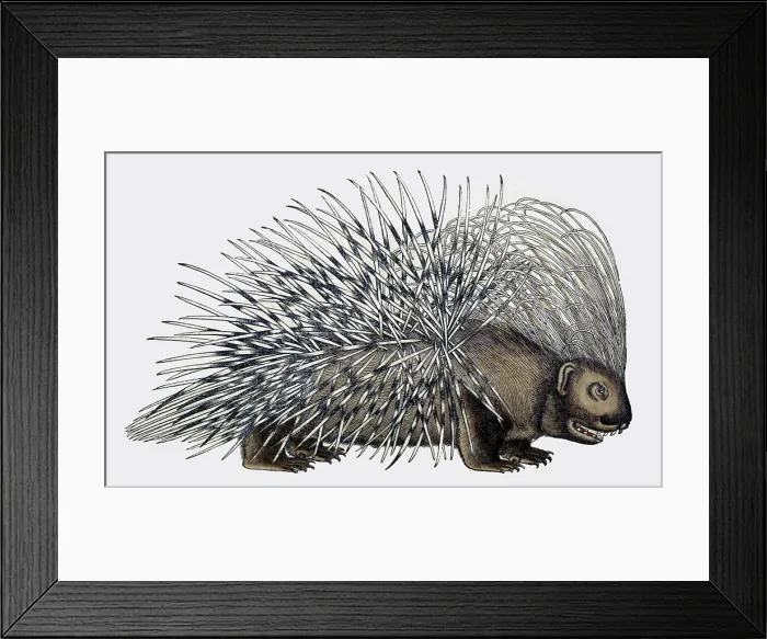 Framed Print : Gessner, Porcupine, 16th Century Framed Print : Gessner, Porcupine, 16th Century