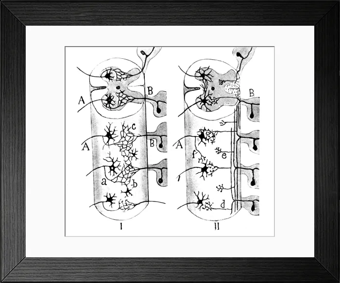 Framed Print : Cajal, Neuroglia Cells, 1923