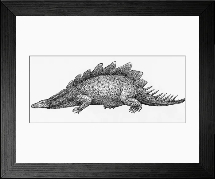 Framed Print : Stegosaurus Illustration Framed Print : Stegosaurus Illustration