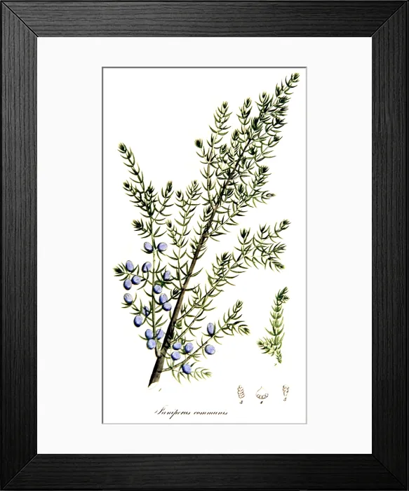 Framed Print : Common Juniper, Alchemy Plant Framed Print : Common Juniper, Alchemy Plant