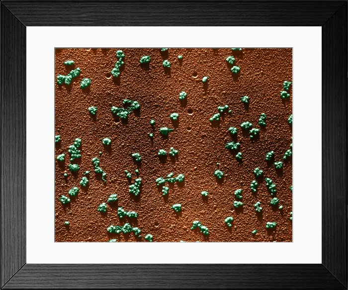 Framed Print : Immature RBCs, Reticulocyte Polyribosomes, TEM Framed Print : Immature RBCs, Reticulocyte Polyribosomes, TEM