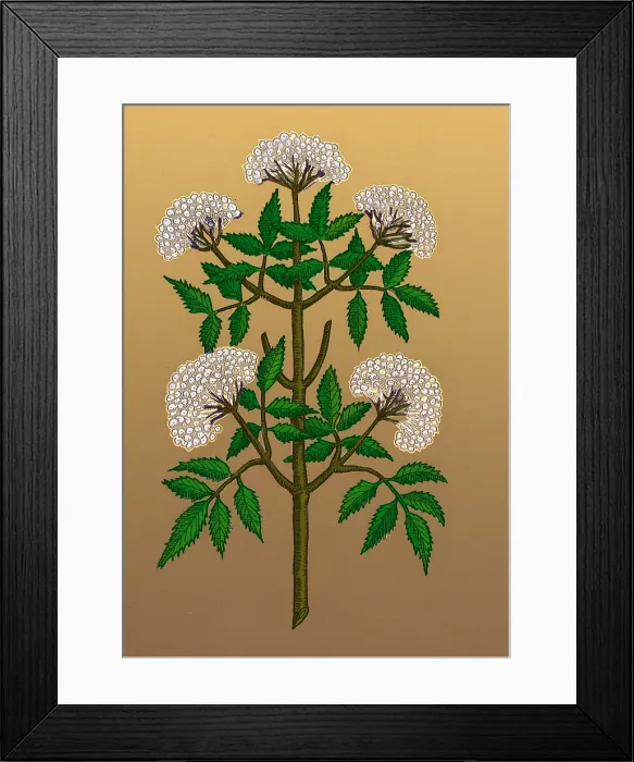Framed Print : Common Elder Tree Framed Print : Common Elder Tree