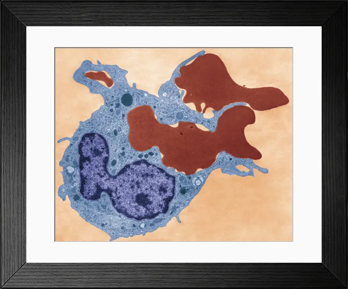 Framed Print : Human Phagocyte, Phagocytosis, TEM