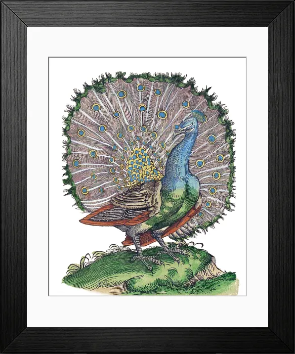 Framed Print : Gessner, Peacock, 16th Century
