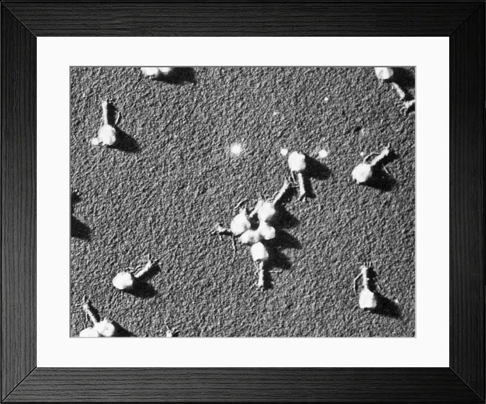 Framed Print : Enterobacteria Phage T4, TEM Framed Print : Enterobacteria Phage T4, TEM