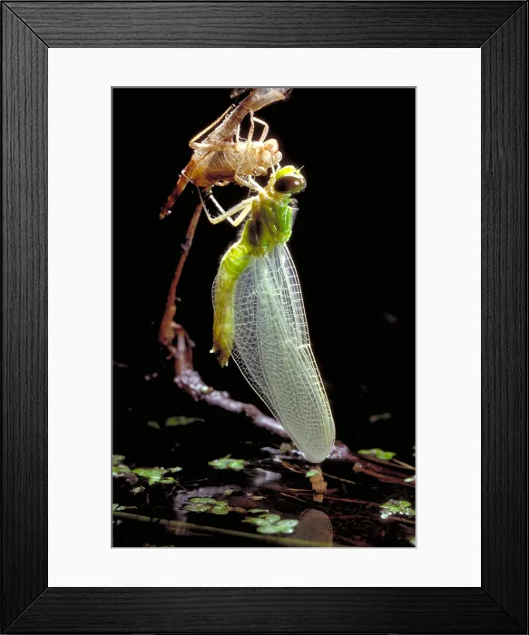 Framed Print : Adult Dragonfly