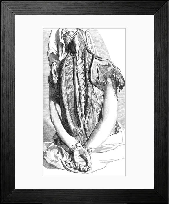 Framed Print : Anatomia humani corporis, Table 30, 1690 Framed Print : Anatomia humani corporis, Table 30, 1690