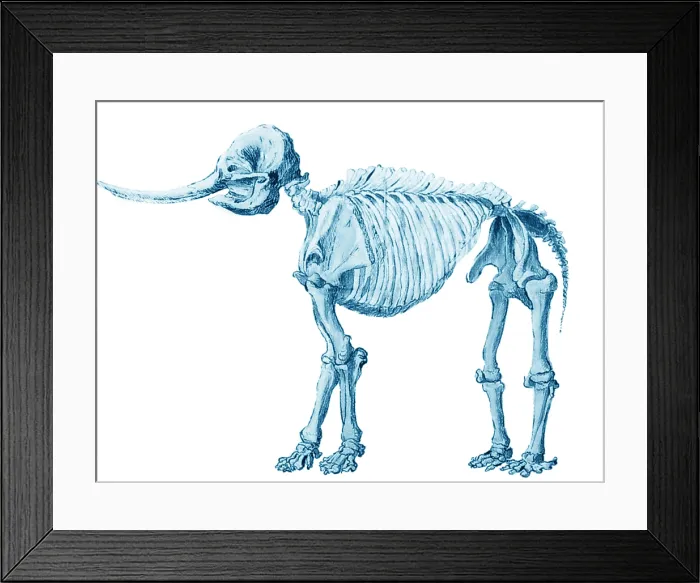 Framed Print : Mastodon Skeleton Framed Print : Mastodon Skeleton