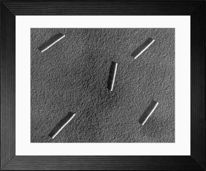 Framed Print : Tobacco mosaic Virus, TEM