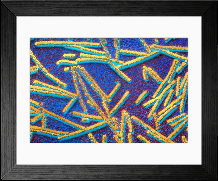 Framed Print : Tobacco mosaic Virus, TEM Framed Print : Tobacco mosaic Virus, TEM