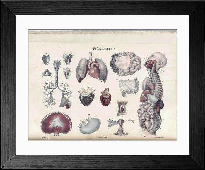 Framed Print : Anatomie Methodique Illustrations Framed Print : Anatomie Methodique Illustrations