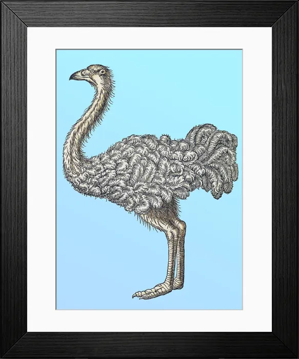 Framed Print : Gessner, Ostrich, 16th Century