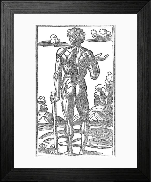 Framed Print : Jacopo Berengario da Carpi, Anatomy Framed Print : Jacopo Berengario da Carpi, Anatomy