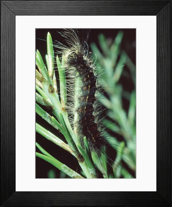 Framed Print : Gypsy Moth Caterpillar Framed Print : Gypsy Moth Caterpillar