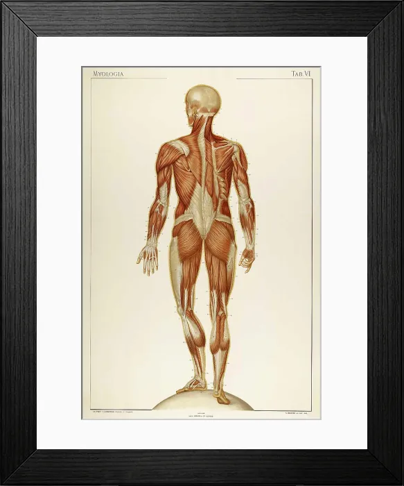 Framed Print : Historical Anatomical Illustration Framed Print : Historical Anatomical Illustration