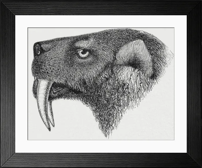 Framed Print : Saber-toothed Tiger