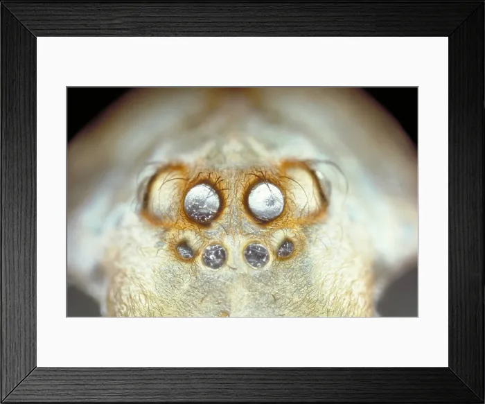 Framed Print : Spider Eyes Framed Print : Spider Eyes