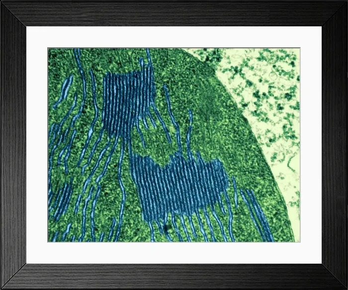 Framed Print : Chloroplasts in Tomato Leaf Cell, TEM Framed Print : Chloroplasts in Tomato Leaf Cell, TEM