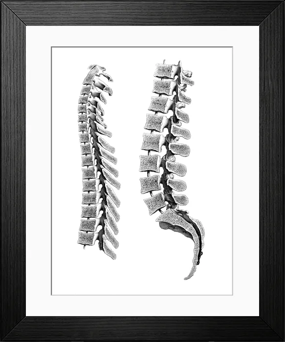 Framed Print : William Cheselden, 'Osteographia', 1733 Framed Print : William Cheselden, 'Osteographia', 1733